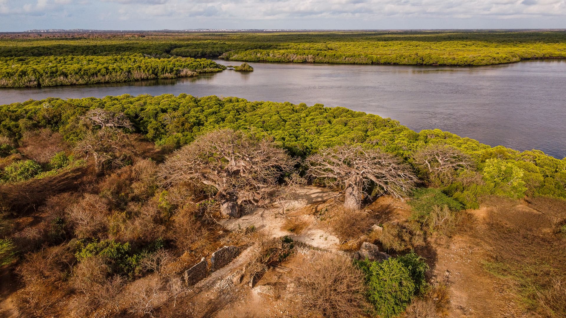 Tana Delta Mangroves